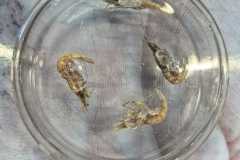 IMG-20260518-WA0017