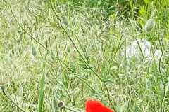 IMG-20250609-WA0087