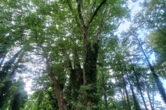 20260610_101739-—-kopia
